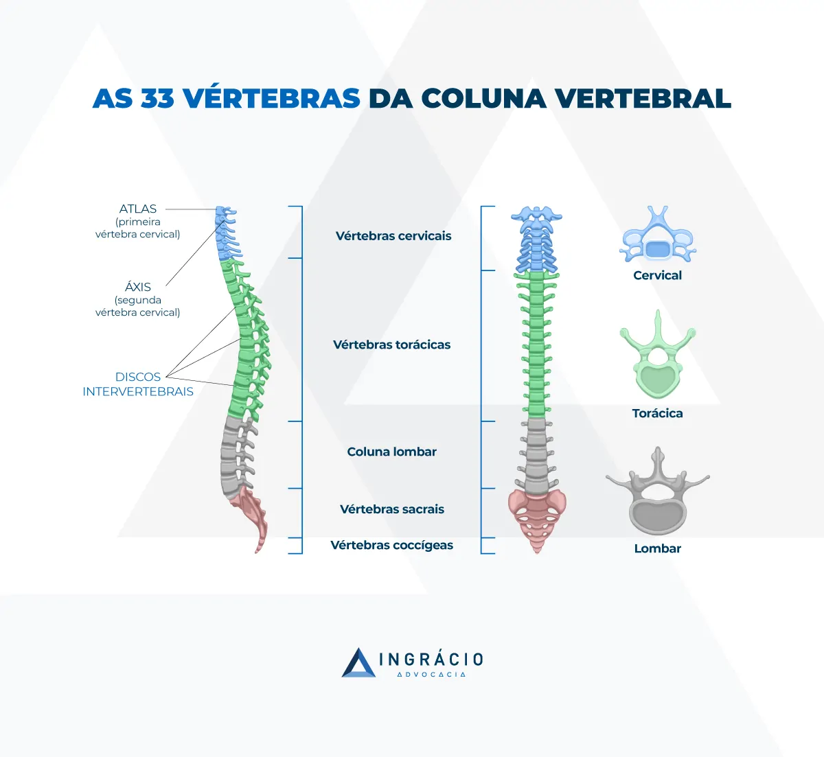 vértebras da coluna vertebral